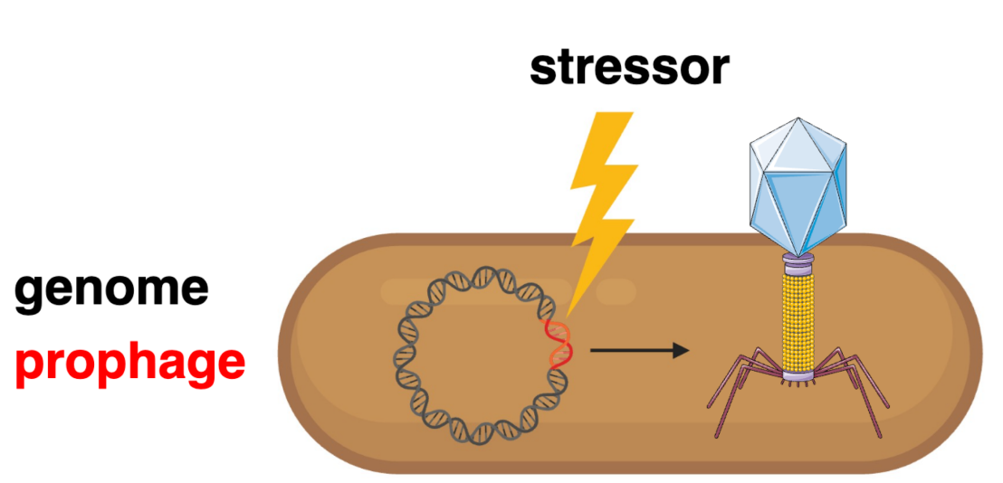 Extrachromosomal DNA in Acetogenic Bacteria