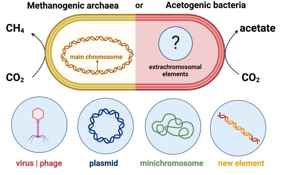 extrachromosomal elements