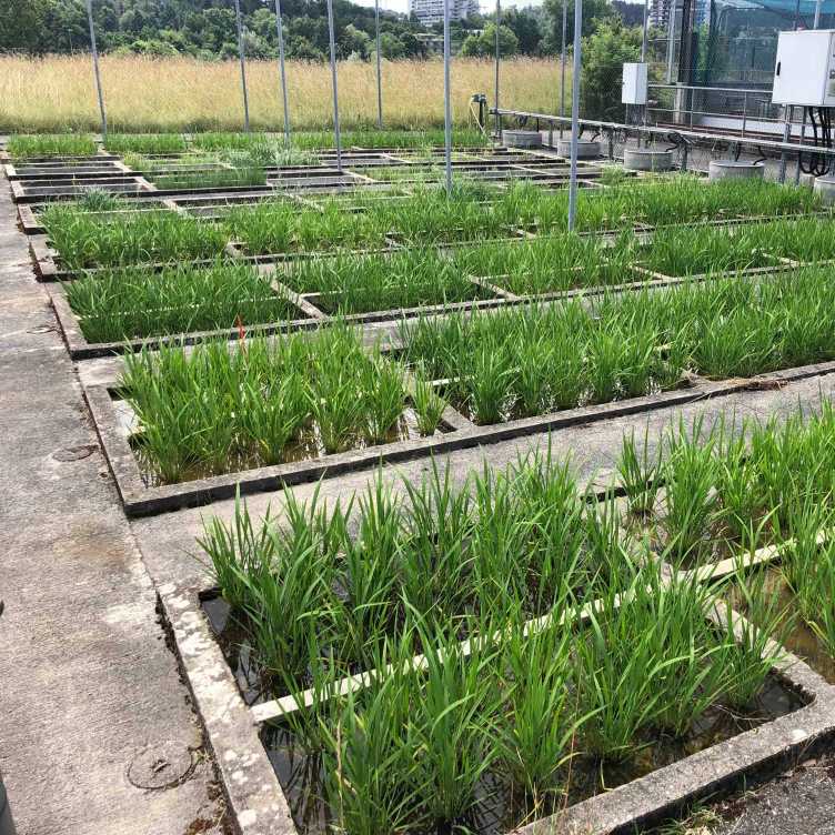 Seraina's rice paddies
